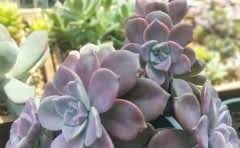 山塘街和观前街近吗?