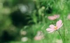 扫地机器人里的水能一直放在里面吗?