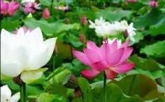 pe是风险投资吗?